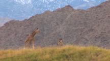 A Juvenile Giraffe Runs On Rolling Hills With Mountain Range In The Background