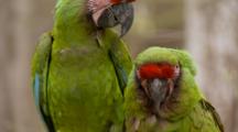 Red-Crowned Amazon, (Amazona Viridigenalis) Pair, Display While Sitting On A Branch In A Florida Swamp