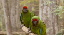 Red-Crowned Amazon, (Amazona Viridigenalis) Pair, Display While Sitting On A Branch In A Florida Swamp