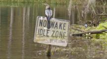 An Anhinga (Anhinga Anhinga) Rests On A Navigational Sign As Camera Moves By, Tri-Colored Heron In Background