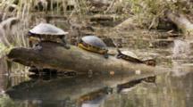 A Coastal Cooter (Pseudemys Concinna Floridana) Or Florida Cooters Resting On A Partially Submerged Log