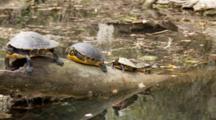 A Coastal Cooter (Pseudemys Concinna Floridana) Or Florida Cooters Resting On A Partially Submerged Log, Shot Moves Past Turtles