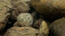 California Newt Egg Mass (Taricha Torosa) Rests On Rocky Bottom Of A California Stream
