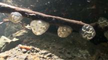 California Newt Egg Mass (Taricha Torosa) Rests On Rocky Bottom Of A California Stream