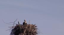 An Osprey (Pandion Haliaetus) In Its Nest, Looking About For Its Mate. Also Known As The Sea Hawk, Fish Eagle And Fish Hawk