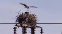 An Osprey Pair (Pandion Haliaetus) In Their Nest.  Also Known As The Sea Hawk, Fish Eagle And Fish Hawk