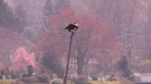 An Osprey (Pandion Haliaetus) On Pole Near Their Nest.  Also Known As The Sea Hawk, Fish Eagle And Fish Hawk