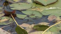 A Dragonfly Hovers Over An Inland Pond With Lilypads And Deposits Her Eggs, Very Unique