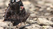 A Red Admiral Butterfly (Vanessa Atalanta) Landed On A Wet Gravel Bed, Hydrates And Rests, The Proboscis Is Clearly Visible