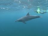 Indo Pacific Bottlenose Dolphin (Tursiops Aduncas) Swims With Snorkler.