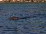 Indo Pacific Bottlenose Dolphin (Tursiops Aduncas) Plays On Surface