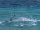 Tiger Shark Approaches Bird Floating On Surface.  Bird Flys Away.