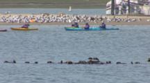Sea Otter Colony Rafting, Socalizing, Resting, Rolling, Grooming watched by Eco-Tourists on Kayaks