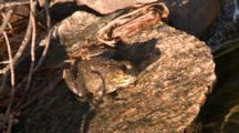 A Bullfrog (Rana Catesbeiana) Resting On Rock