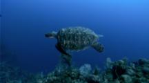 A Diver Swims With A Sea Turtle Along A Reef