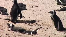 African Penguin (Spheniscus Demersus) Group On Beach, One Digs Burough In Sand.