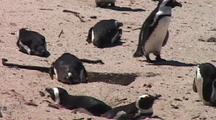 Penguings & Rocks Looking Towards Shore At Boulders Beach, South Africa