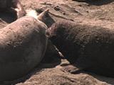 Northern Elephant Seal - Mirounga Angustirostris - Large Pup Trying To Nurse
