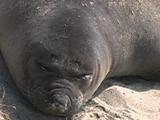 Northern Elephant Seal - Mirounga Angustirostris - Close Up Of Face Then Zoom Out