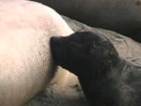 Northern Elephant Seal - Mirounga Angustirostris - Mom Nuesing Her Pup - Low Angle