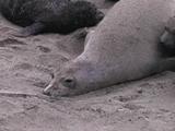 Northern Elephant Seal - Mirounga Angustirostris - Mom & Pup Resting At Dusk - Close Up