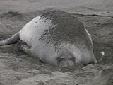Northern Elephant Seal - Mirounga Angustirostris - Female Seal Resting & Throws Sand On Back