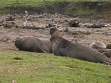 Northern Elephant Seal - Mirounga Angustirostris - Bulls Vocalize Then One Chases The Other Away
