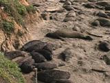 Northern Elephant Seal - Mirounga Angustirostris - Group Of Pups On Beach, High Angle