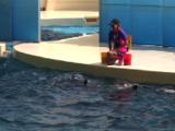 Japan - Trainer And Three Dolphins At Marine Park