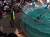 Japan - Trainer And Dolphins At Marine Park