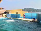 Japan - Trainer And Performing Dolphins At Marine Park