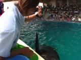 Japan - Trainer With False Killer Whale, Rissos Dolphin & Bottle Nose Dolphin