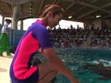 Japan - Trainer With False Killer Whale & Bottle Nose Dolphins