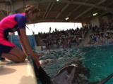 Japan - Trainer With False Killer Whale & Bottle Nose Dolphins