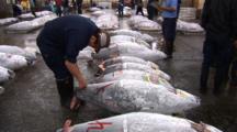 Tsukiji Fish Market, Tokyo - Handheld Shot Of Frozen Tuna For Sale On Auction Floor