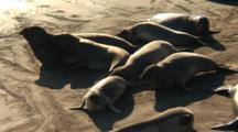 Elephant Seal (Mirounga Angustirostris) Group On Sand In Nice Light, General Movement & Unrest