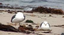 Western Gulls (Larus Occidentalis) On Beach, One Rests And One Preens, Surf In Background