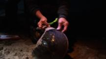 Tagging Horseshoe Crabs