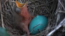 American Robin (Turdus Migratorius) Nest With 1 Chick & 1 Egg, Extreme Close Up