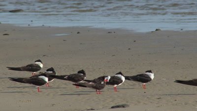 Shore Birds - Terns,Gulls,and Black Skimmers near the Mississippi Delta