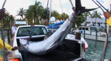 Fishing - Blue Marlin Being Lowered Into The Bed Of A Pickup Truck 