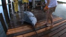 Fishing - Marlin On A Dock, People Approach