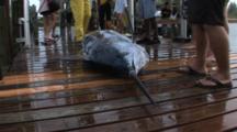 Fishing - Marlin On A Dock, Dead, Shot Zooms In