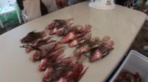 Lion Fish Being Assembled On A Table In Rows, Hand Held & High Angle