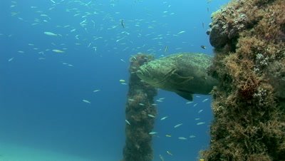 Goliath Grouper (Epinephelus itajara) on wrecks of the Treasure Coast of Florida