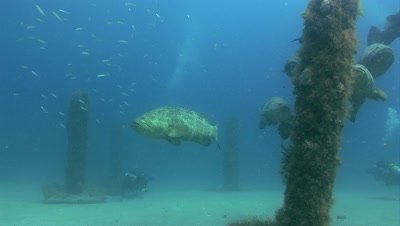 Goliath Grouper (Epinephelus itajara) on wrecks of the Treasure Coast of Florida
