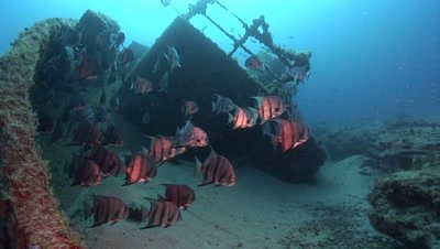 Atlantic Spade Fish (Chaetodipterus faber) Schooling on and around a shipwreck