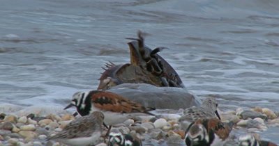 Horseshoe Crabs (Limulus polyphemus) and shore birds on Delaware beach during spawning