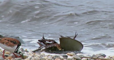 Horseshoe Crabs (Limulus polyphemus) and shore birds on Delaware beach during spawning