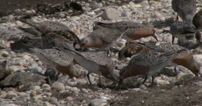 Red Knots (Calidris canutus) in breeding plumage and other shore birds forage among the pebbles and horseshoe crabs on a Delaware beach